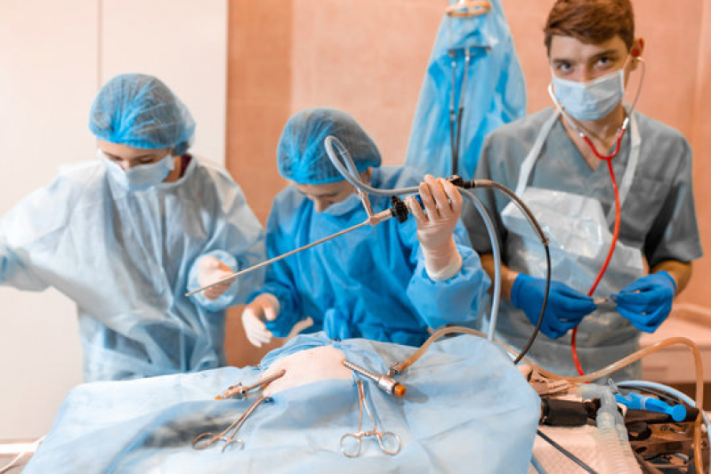 Cirurgia de Hernia em Caes Marcar Ibirapuera - Cirurgia em Animais de Pequeno Porte