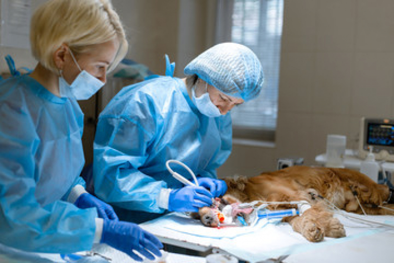 Cirurgia de Hernia em Caes Santo Amaro - Cirurgia em Animais de Companhia