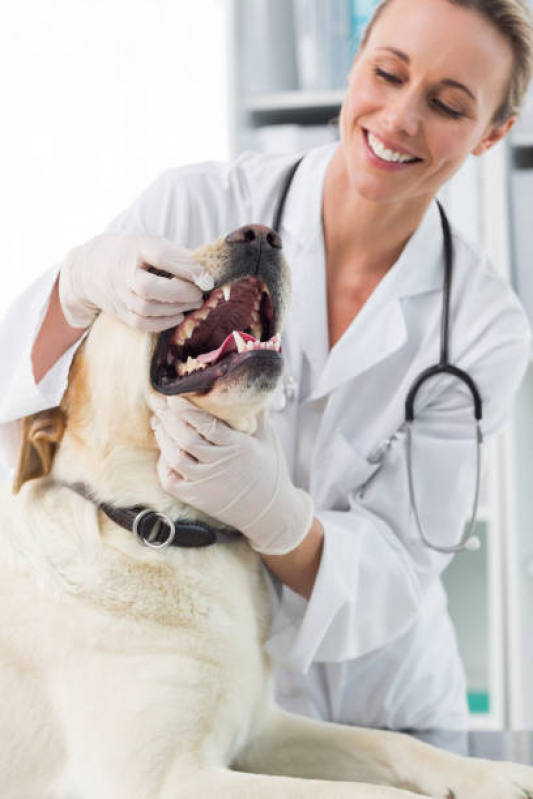 Clínica de Dentista Veterinário Bom Retiro - Odonto Veterinaria