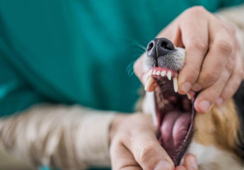 Clínica de Odontologia Animal Chácara Itaim - Veterinário Odontológico