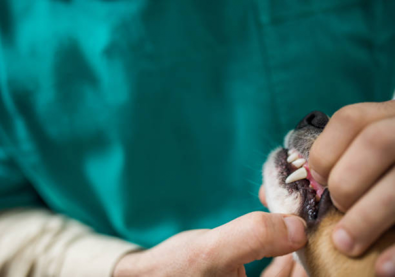 Clínica de Odontologia de Pequenos Animais Jardim Maristela - Odonto Veterinaria