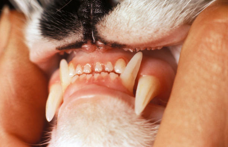 Clínica de Odontologia para Animais Jardim Luzitania - Odonto Veterinaria