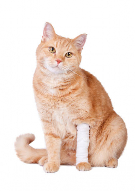 Clínica de Ortopedista para Gatos Itaim Bibi - Ortopedia em Pequenos Animais