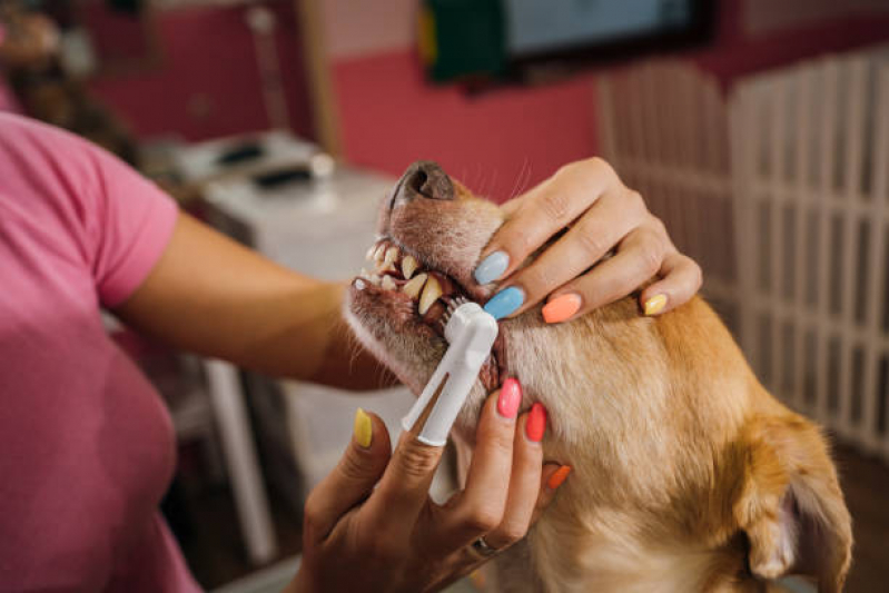 Clínica de Veterinária Odontologia Ibirapuera - Odontologia para Animais