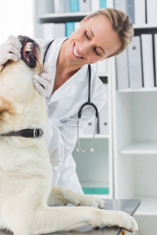Clínica de Veterinário Dentista Sé - Odontologia para Animais