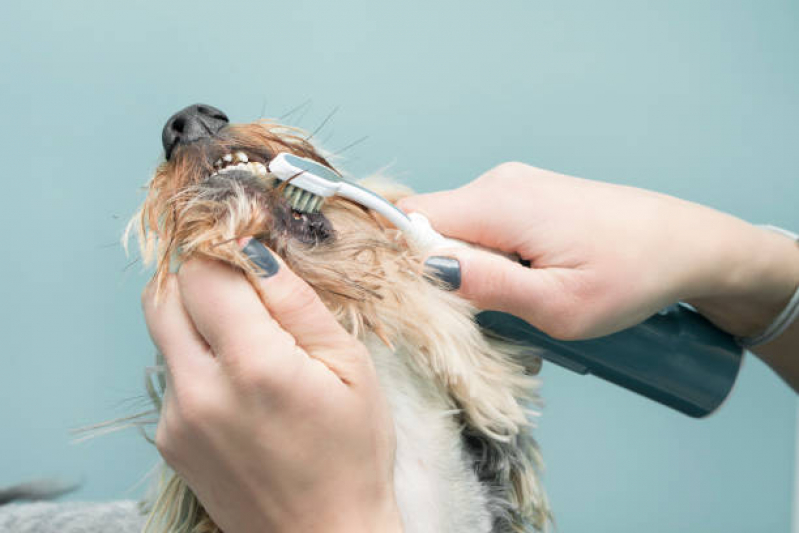 Clínica Especializada em Odontologia em Pequenos Animais Lapa - Odontologia para Animais
