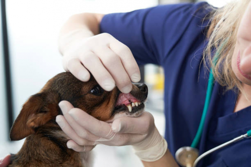 Clínica Especializada em Odontologia Felina Praça da Arvore - Odonto Veterinaria
