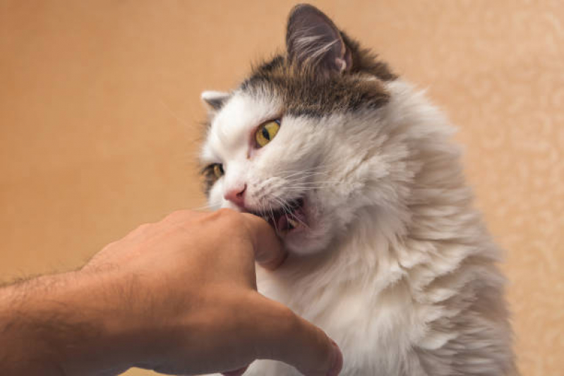 Clínica Especializada em Odontologia para Gatos Jardins - Odontologia para Animais
