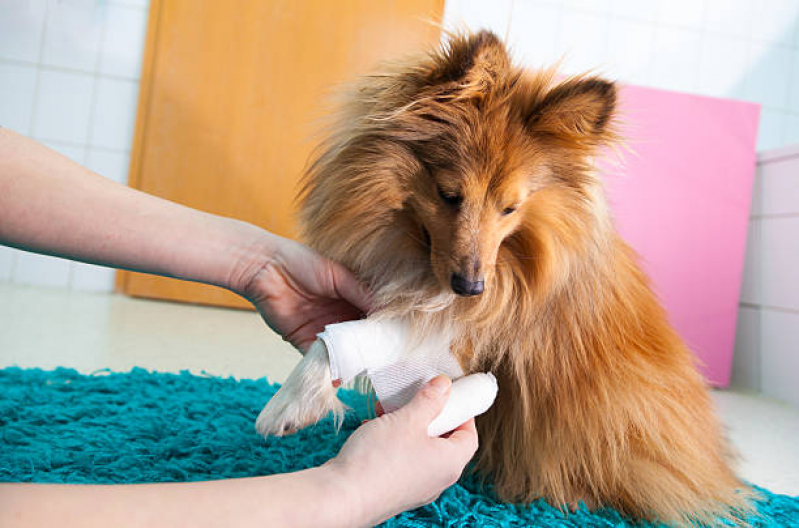 Clínica Especializada em Ortopedia para Cães Morumbi - Ortopedia em Pequenos Animais