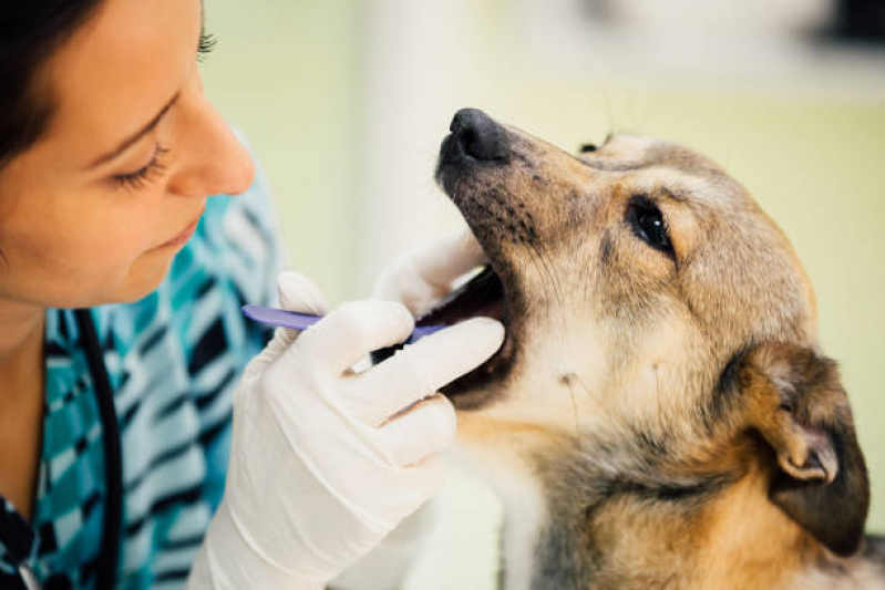 Clínica Especializada em Veterinária Odontologia Ibirapuera - Odontologia de Pequenos Animais