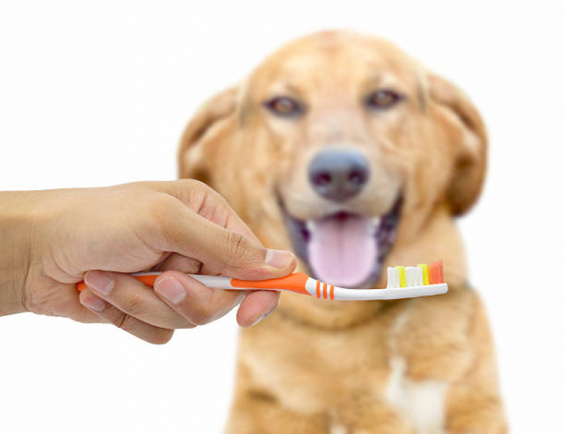Clínica Especializada em Veterinário Odontológico Indianópolis - Odontologia para Animais