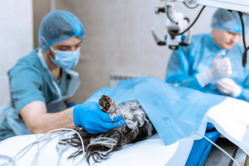 Clínica Que Faz Cirurgia em Animais Jabaquara - Cirurgia em Animais de Companhia