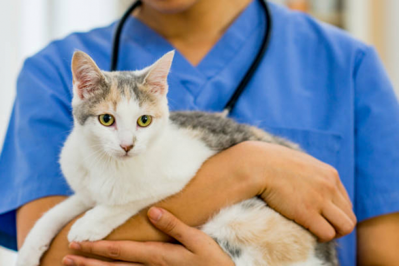 Consulta para Gatos Agendar Chácara Inglesa - Veterinário para Gatos Zona Sul