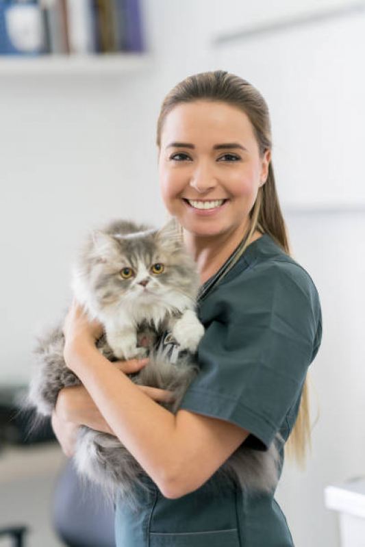 Consulta para Gatos Panamby - Veterinário para Castrar Gato