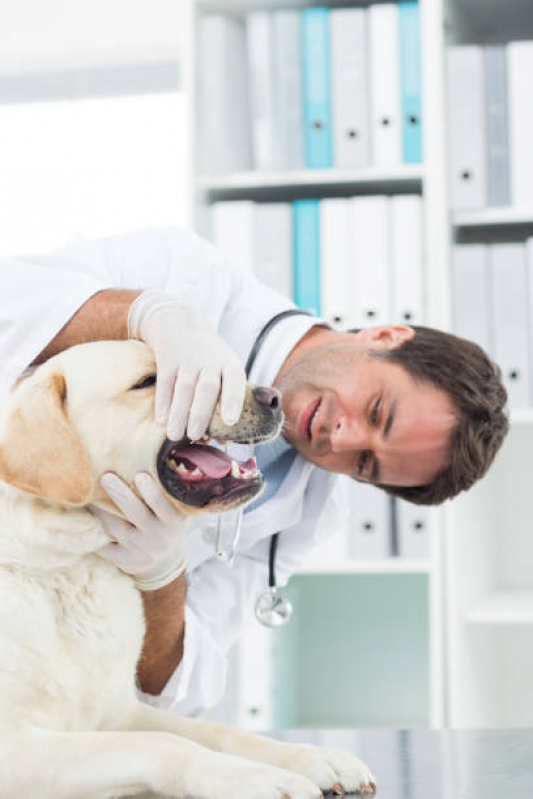 Dentista Veterinário Marcar Santa Cecília - Odontologia para Gatos