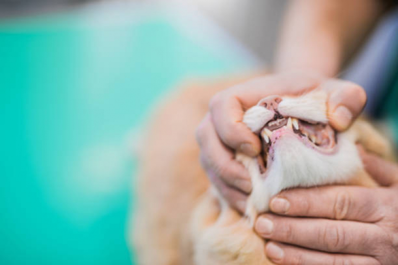 Dentista Veterinário Jardim Prainha - Odontologia para Gatos