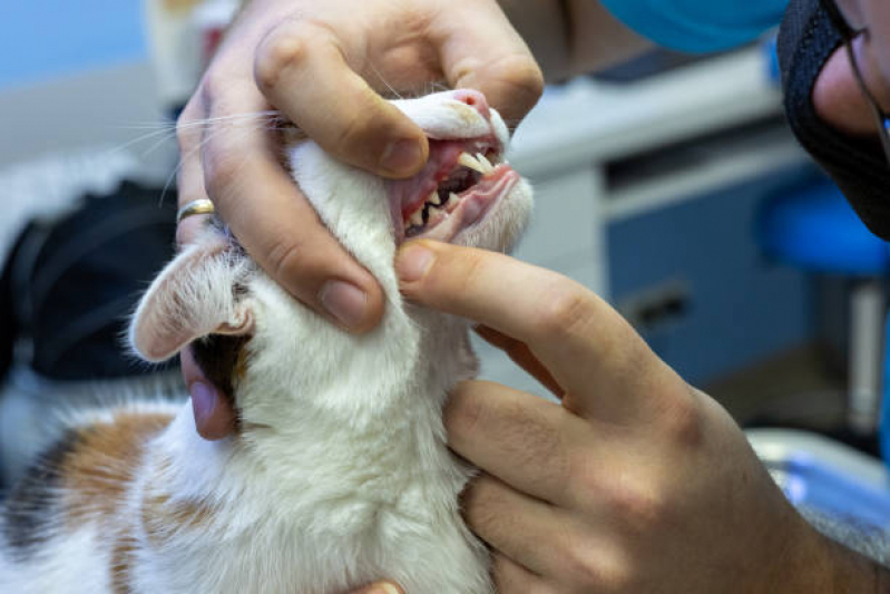 Odontologia Animal Agendar Pacaembu - Veterinário Dentista