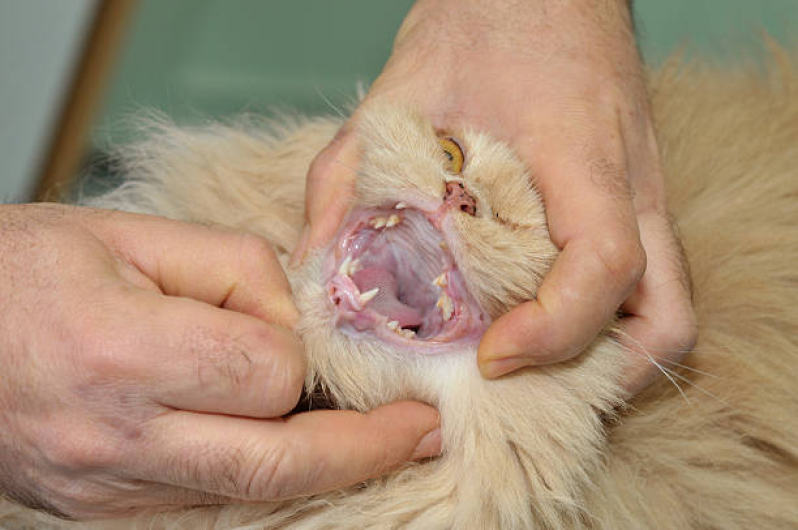 Odontologia Animal Chácara Inglesa - Veterinário Dentista