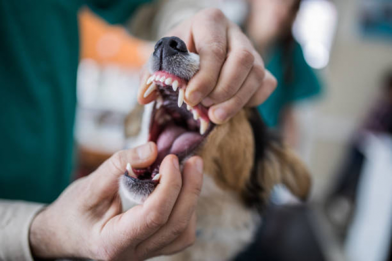 Odontologia de Pequenos Animais Marcar Santa Cecília - Dentista Veterinário