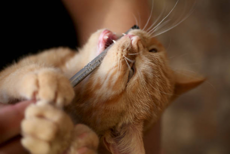 Odontologia em Pequenos Animais Marcar Vila Elvira - Odontologia para Gatos