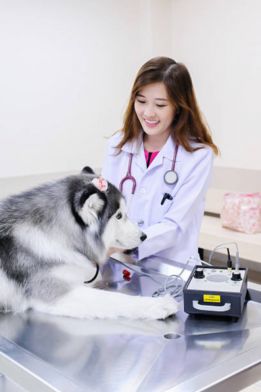Odontologia Felina Consolação - Odontologia para Animais