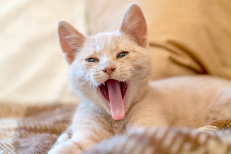 Odontologia para Animais Vila Sofia - Odontologia para Gatos