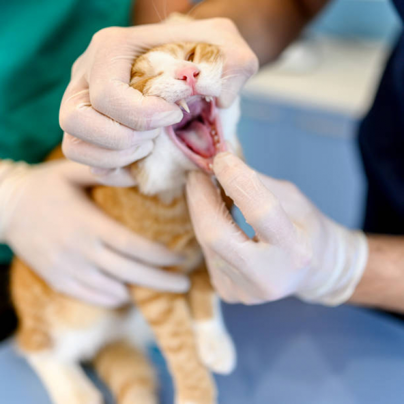 Odontologia para Gatos Água Branca - Veterinário Odontológico