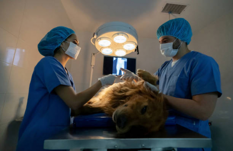 Onde Agendar Cirurgia em Animais de Pequeno Porte Vila Cordeiro - Cirurgia Ortopédica Veterinária