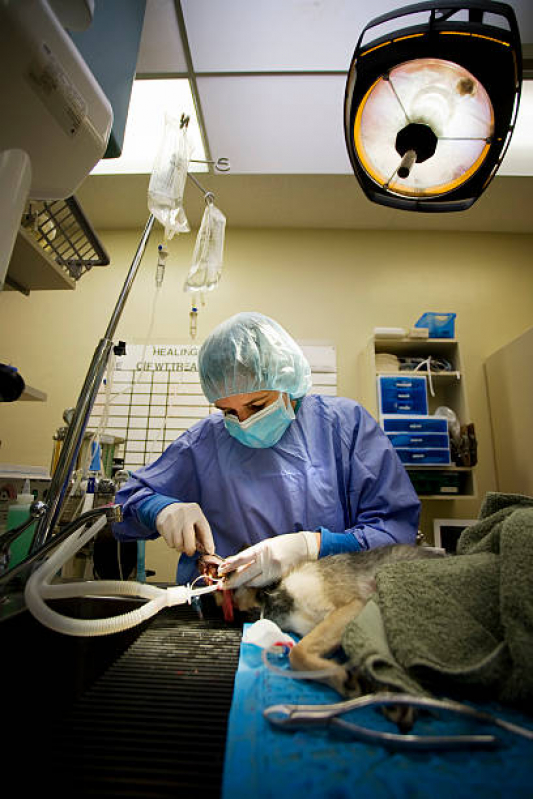 Onde Agendar Cirurgia em Animais Alto da Boa Vista - Cirurgia em Animais de Companhia
