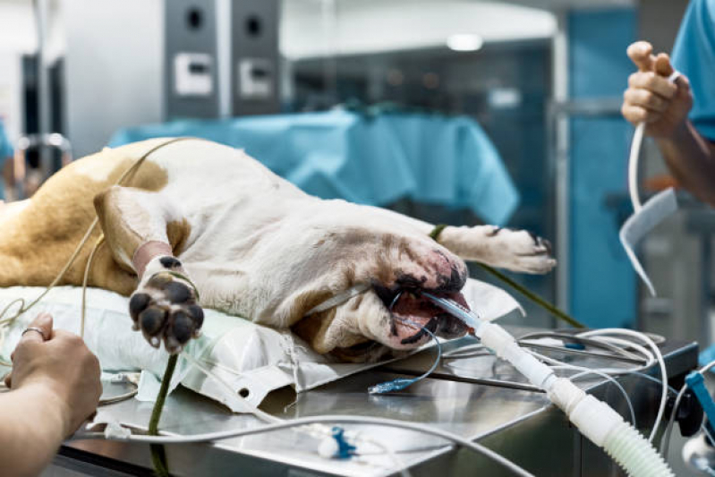 Onde Agendar Cirurgia Oncologica Veterinaria Consolação - Cirurgia em Animais de Companhia