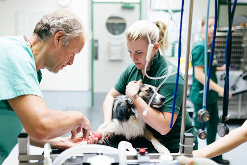 Onde Agendar Cirurgia Ruptura Ligamento Cruzado Cães Jardim Guedala - Cirurgia Ortopédica Veterinária