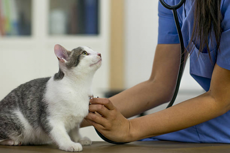 Onde Agendar Veterinaria de Felinos Paraíso - Veterinário Ortopedista para Gatos