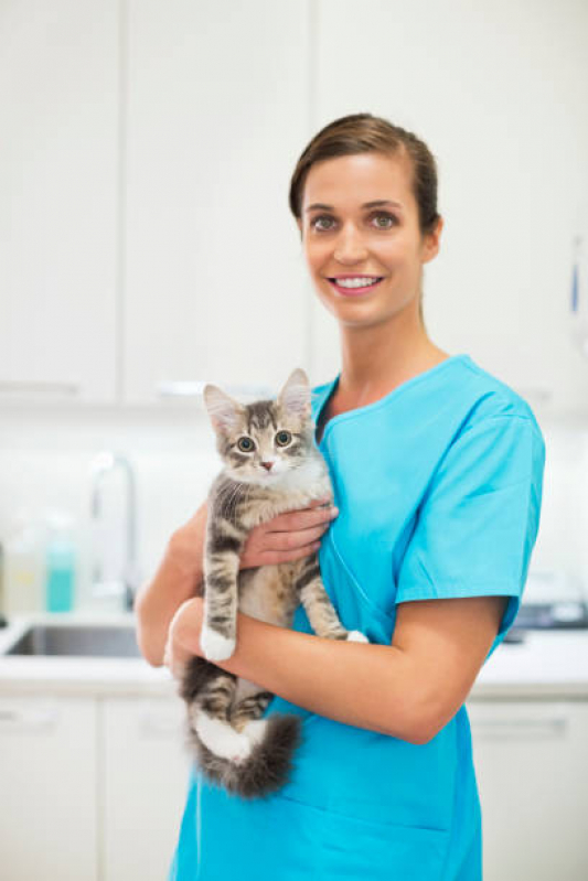 Onde Agendar Veterinário Alergista para Gatos Chácara Inglesa - Veterinário para Gatos Zona Sul