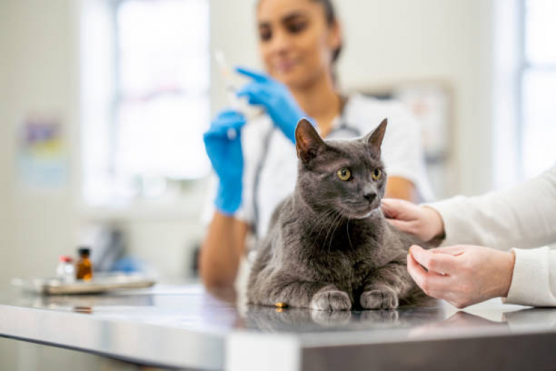 Onde Agendar Veterinário para Castrar Gato Chácara Inglesa - Veterinário para Gatos Zona Oeste