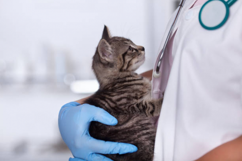 Onde Marcar Consulta para Gatos Alto da Boa Vista - Veterinário para Gatos Zona Sul