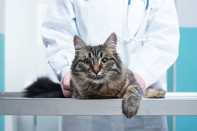 Onde Marcar Veterinário de Gato Chácara Inglesa - Veterinário Ortopedista para Gatos