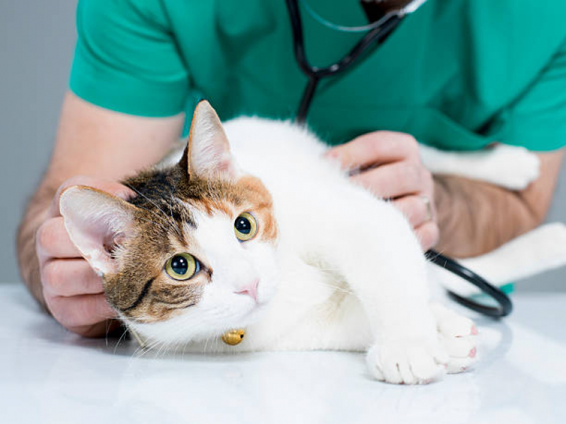 Onde Marcar Veterinario Especializado em Felinos Aclimação - Veterinário Ortopedista para Gatos