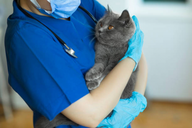 Onde Marcar Veterinário Ortopedista para Gatos Moema - Veterinário para Gatos Zona Sul
