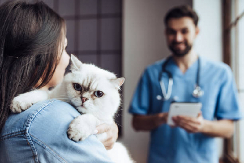 Onde Marcar Veterinário para Gato 24 Horas Indianópolis - Veterinário Ortopedista para Gatos