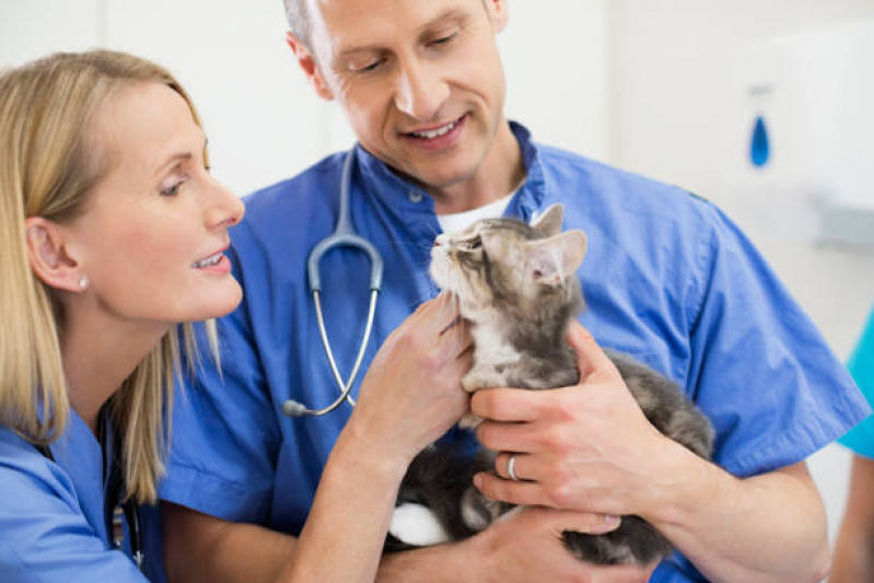 Onde Marcar Veterinário para Gatos Faria Lima - Veterinário para Gatos Zona Sul