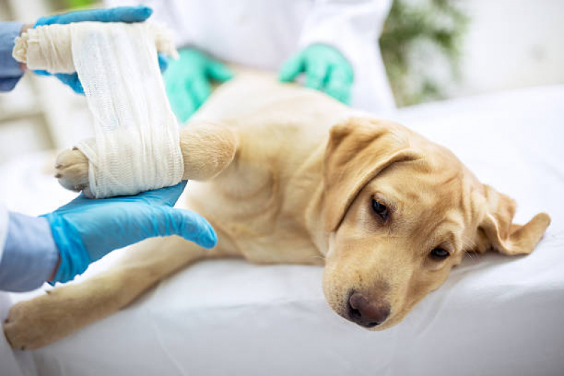 Ortopedia Animal Veterinária Boque da Saúde - Ortopedia em Pequenos Animais