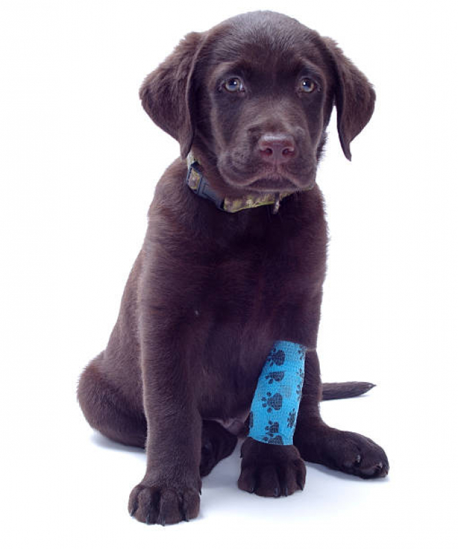 Ortopedia para Cães Agendar Grajaú - Medico Veterinario Ortopedista