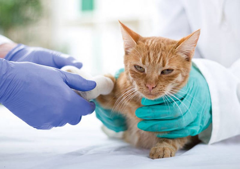 Ortopedista para Gatos Chácara Itaim - Ortopedia em Pequenos Animais