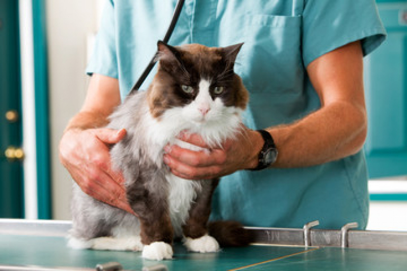 Ortopedista Veterinária Boque da Saúde - Ortopedia em Pequenos Animais