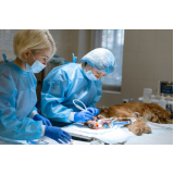 cirurgia em animais Vila da Saúde