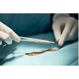 cirurgia oncologica veterinaria Butantã