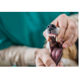 clínica de odontologia animal Vila Mascote