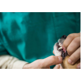 clínica de odontologia de pequenos animais Raposo Tavares