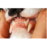 clínica de odontologia para animais Vila Cruzeiro