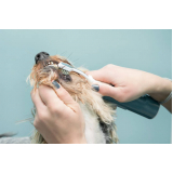 clínica especializada em odonto veterinaria Brooklin